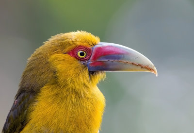 Saffron Toucanet