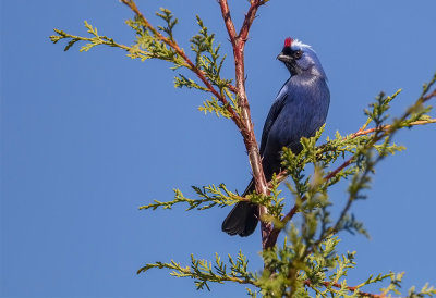 Diademed Tanager