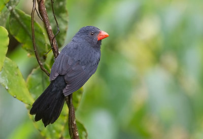 Black-Throated Grosbeak (f)