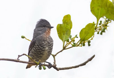 Buff-Throated Purpletuft