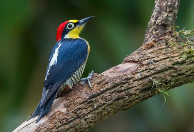 Yellow-fronted Woodpecker