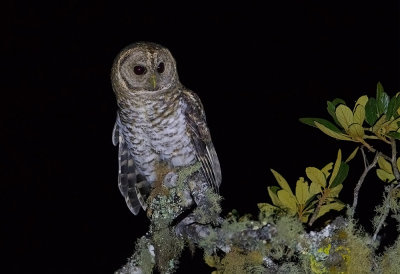 Rusty-barred Owl