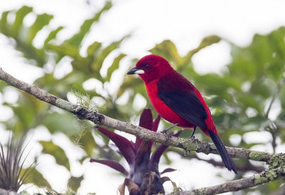 Brazilian Tanager