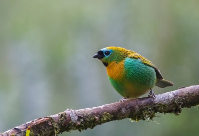 Brassy- breasted Tanager