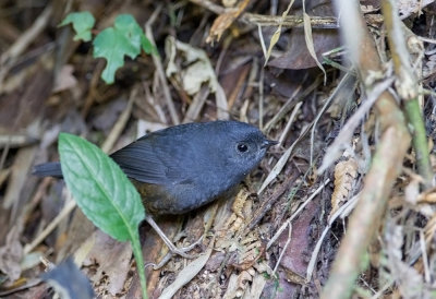 Mouse- colored Tapaculo