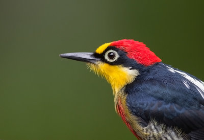 Yellow-fronted Woodpecker (m)