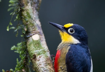 Yellow-fronted Woodpecker(F)