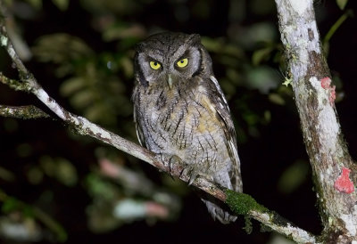 Tropical Screech Owl