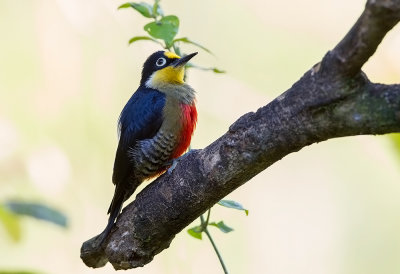 Yellow-fronted Woodpecker(F)