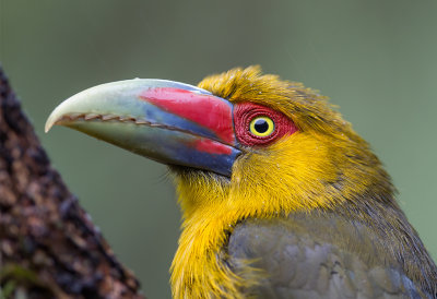 Saffron Toucanet