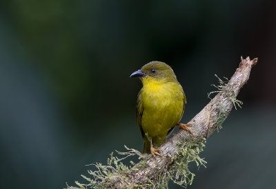 Olive-green Tanager