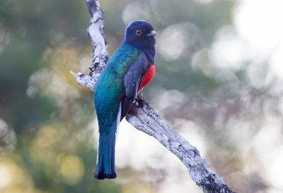 Surucua Trogon