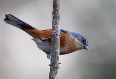 Buff-throated Warbling Finch