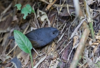 Mouse-colored Tapaculo
