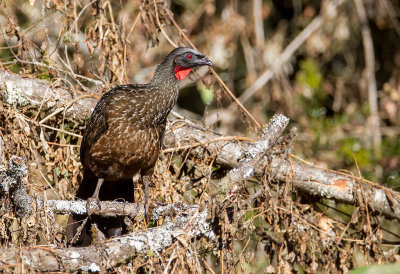 Dusky-legged Guan