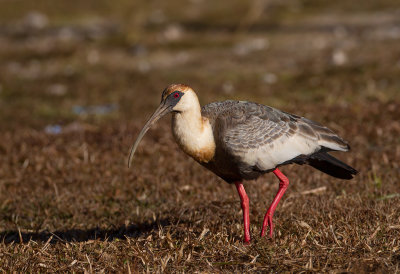 Buff-necked Ibis