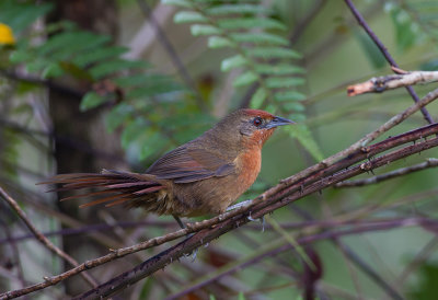 Orange-breasted Thornbird
