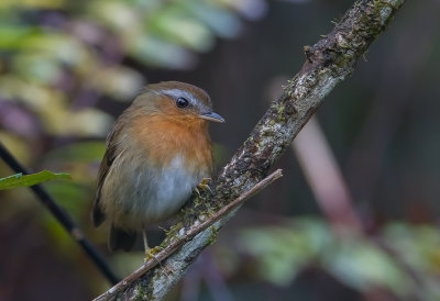 Rufous Gnateater (f)