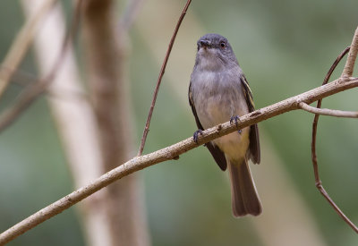 Grey-capped Tyrannulet