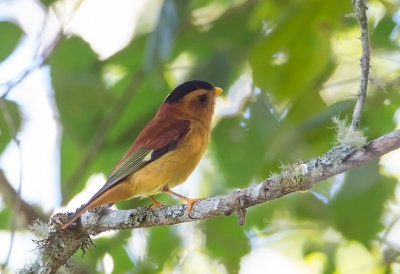 Black-capped Piprites