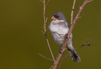 White-bellied Seedeater 