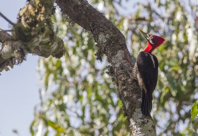 Robust Woodpecker (f)