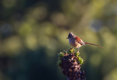 Araucaria Tit-Spinetail