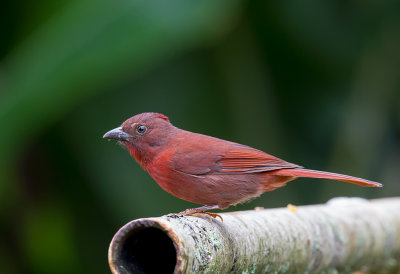 Red-crowned Ant Tanager