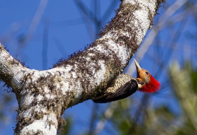 Helmeted Woodpecker