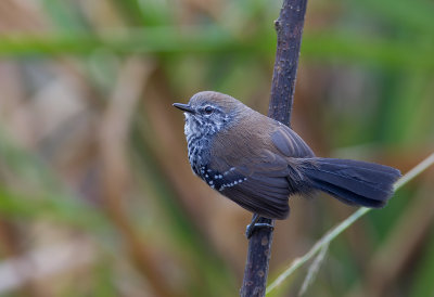 Sao Paulo Marsh-antwren (f)