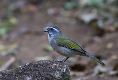 Green-winged Saltator