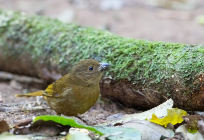 Red-crowned Ant-Tanager (f)