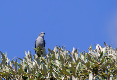 Shear-tailed Gray Tyrant