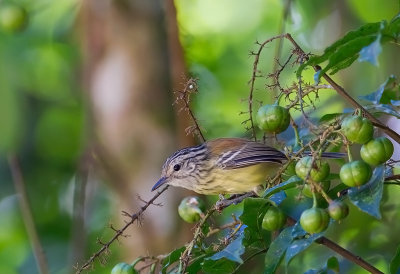 Streak-capped Antwren