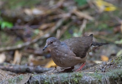 Grey-fronted Dove