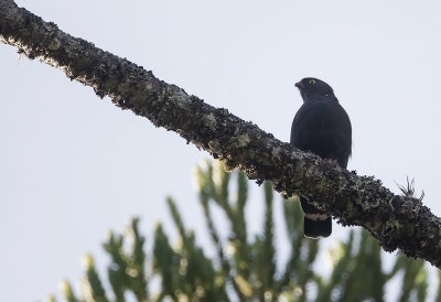 White-rumped Hawk