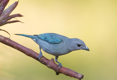 Sayaca Tanager