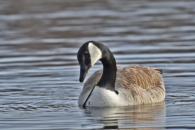 Canada Goose