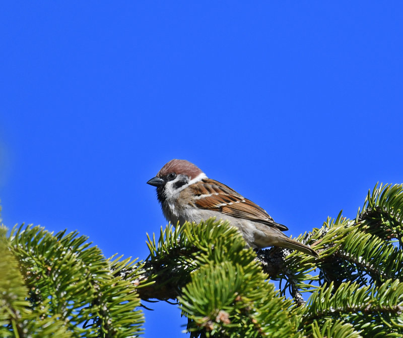 Eurasian tree sparrow