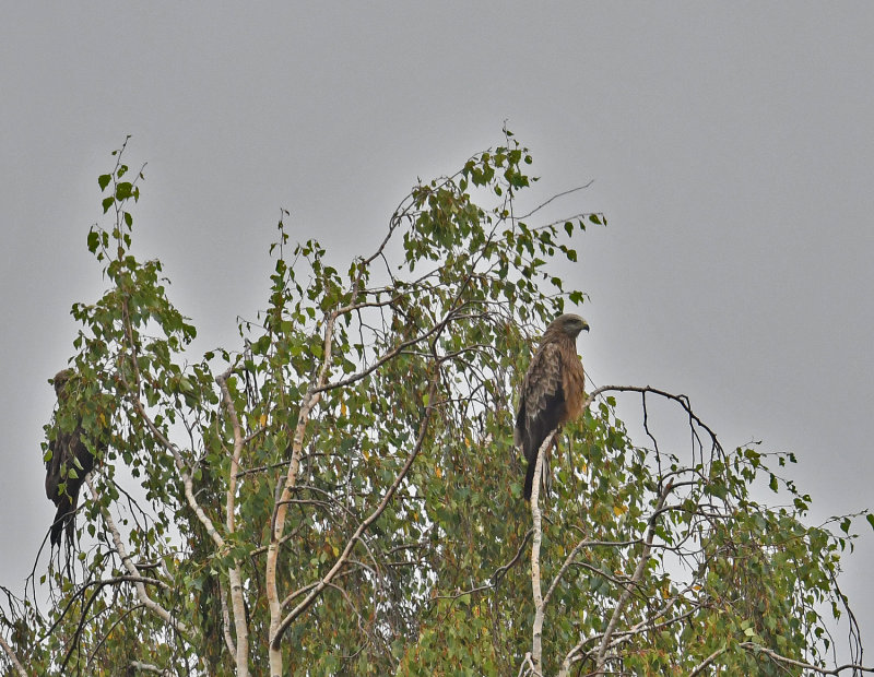 Black kite