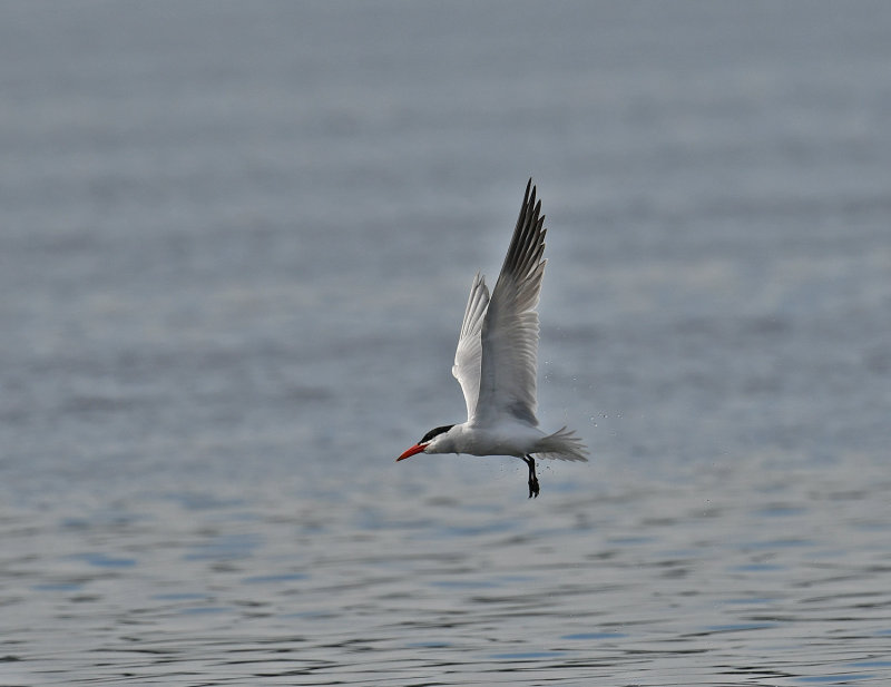 Caspian Tern