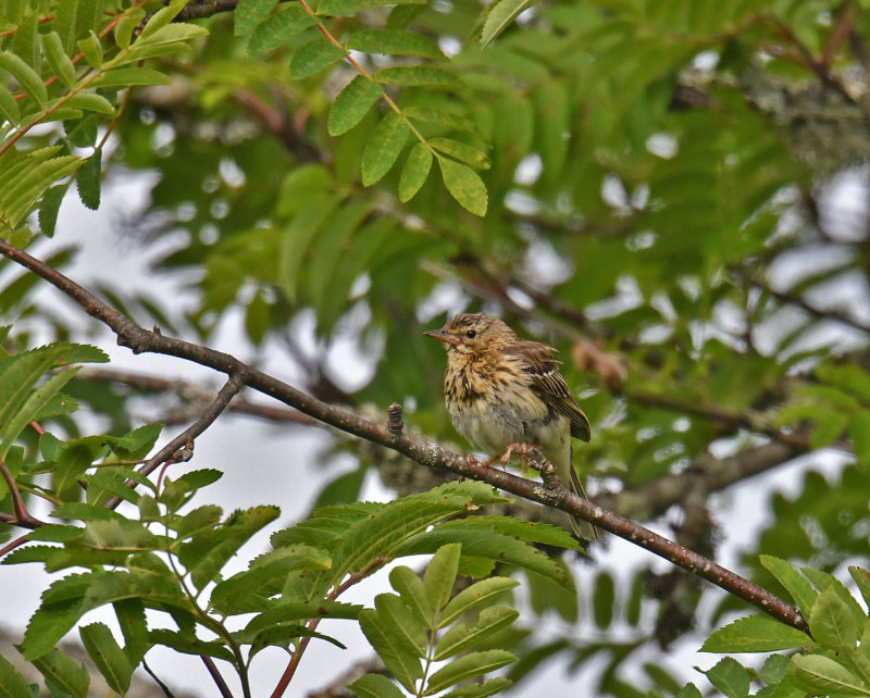 Tree Pipit