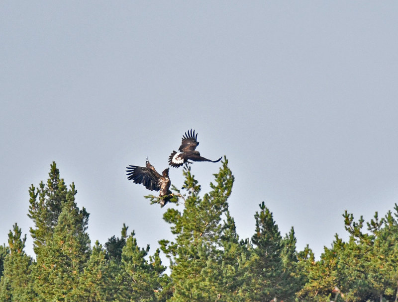 White-tailed Eagle and Golden Eagle