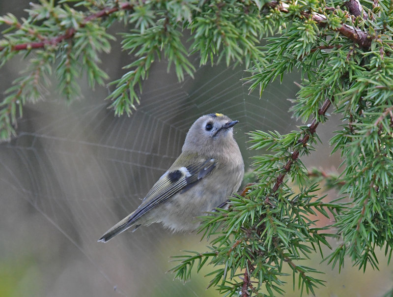 Goldcrest