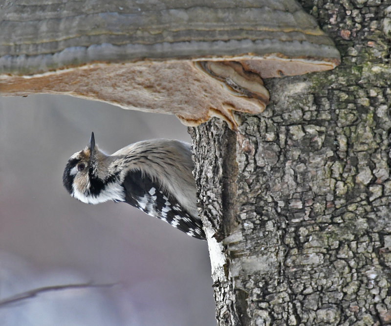 Lesser Spotted Woodpecker