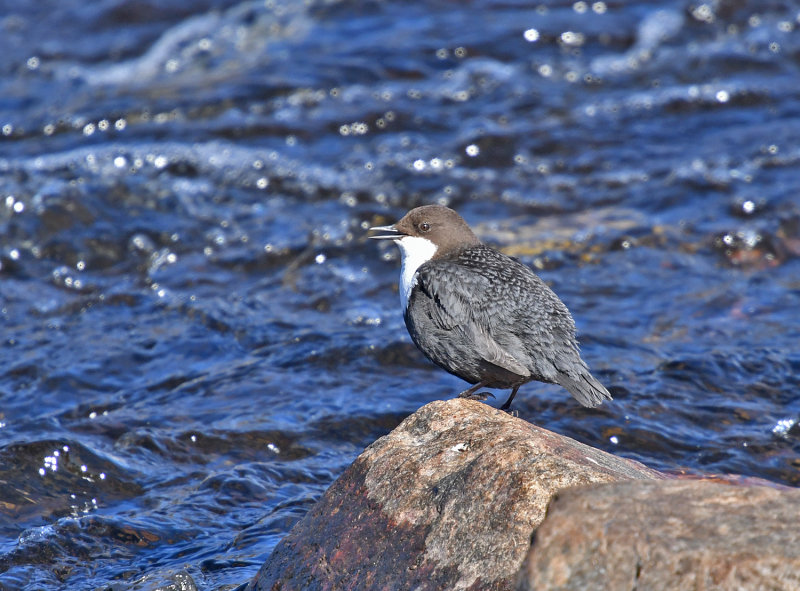 White-throated Dipper