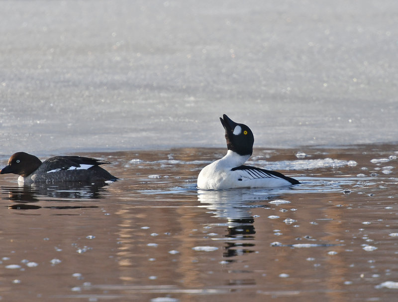 Common Goldeneye