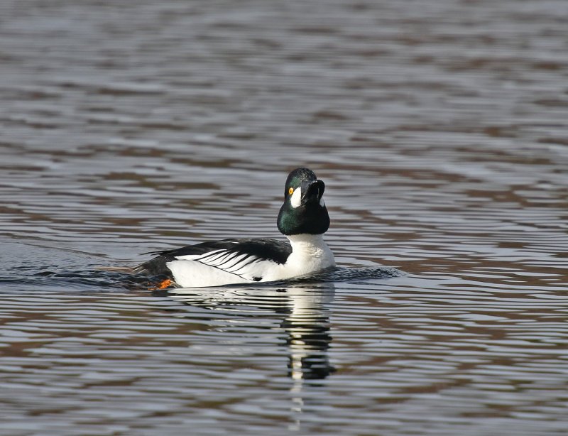 Common Goldeneye