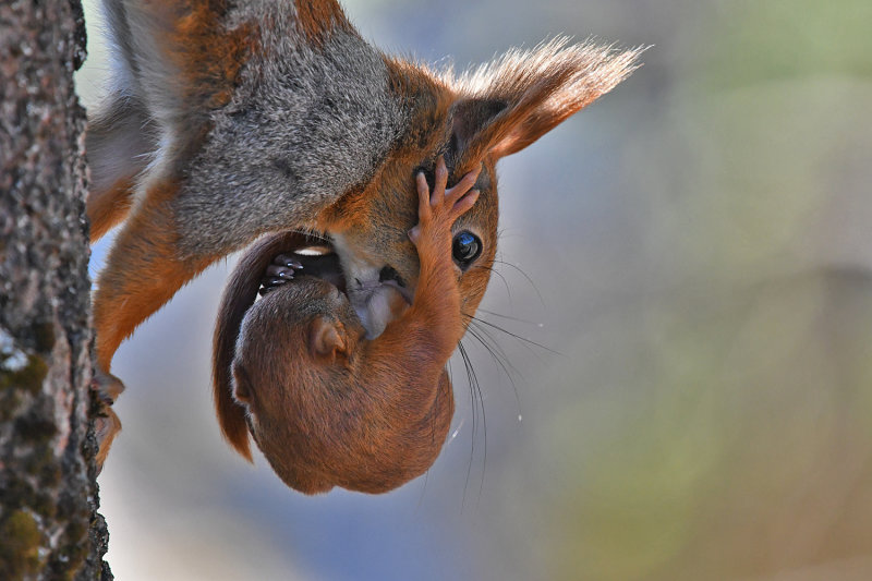 Eurasian red squirrel 