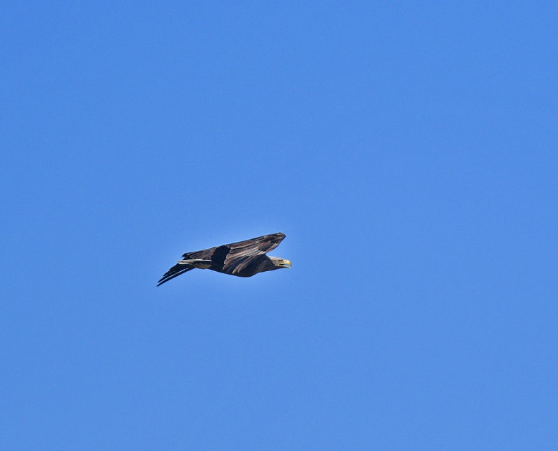 White-tailed Eagle